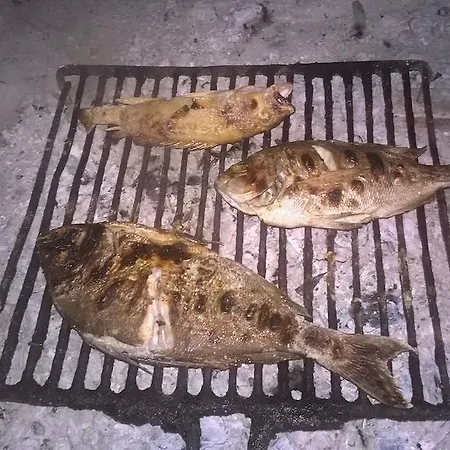 Gaja